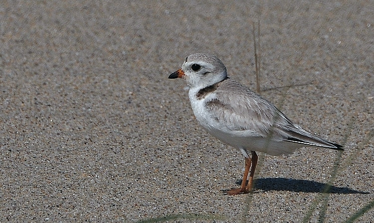 shorebird